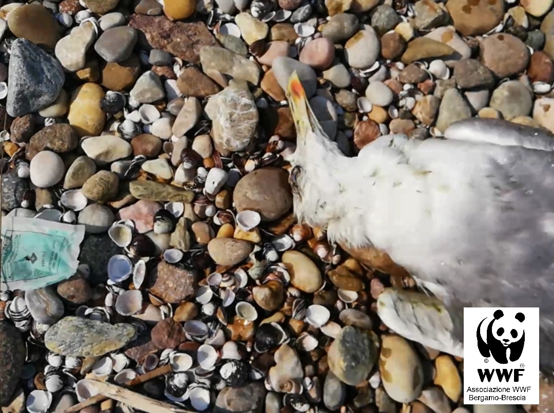 Topicida in spiaggia, allarme a Desenzano
