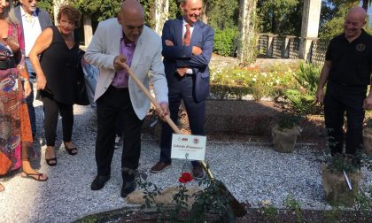 La rosa d’Annunzio è ora parte del roseto al Vittoriale degli Italiani