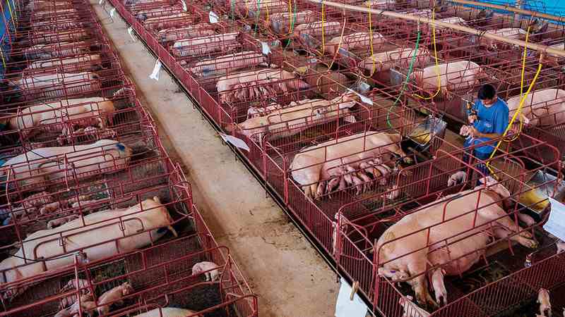 Stop alle gabbie negli allevamenti: superato il milione e mezzo di firme VIDEO