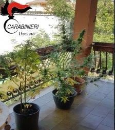 Piantagione di cannabis in casa, arrestato