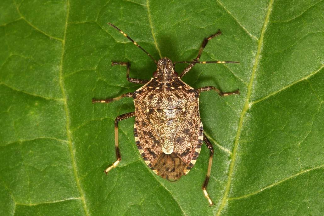 Confagricoltura Brescia, l’allarme cimice asiatica non si ferma