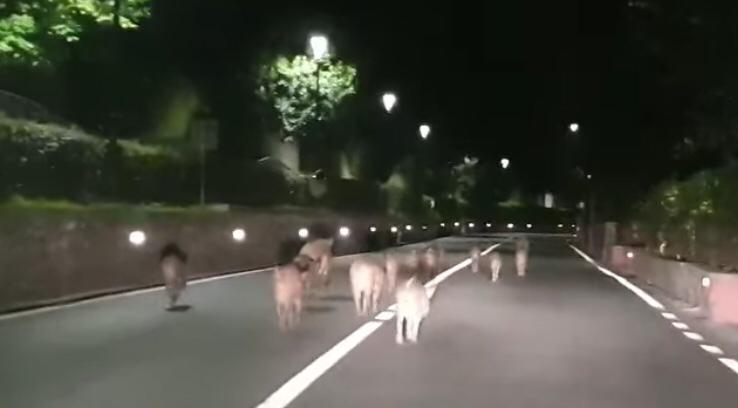 Gabbie contro i cinghiali a Gardone Riviera
