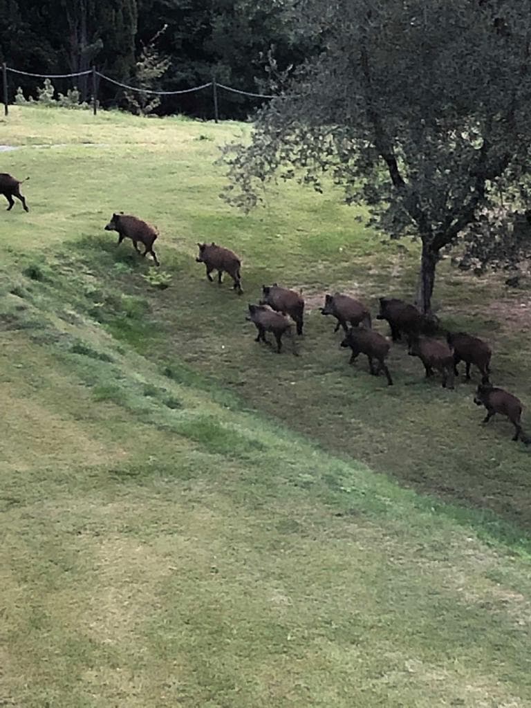 I cinghiali arrivano a Gardone Riviera, in centro e al Vittoriale