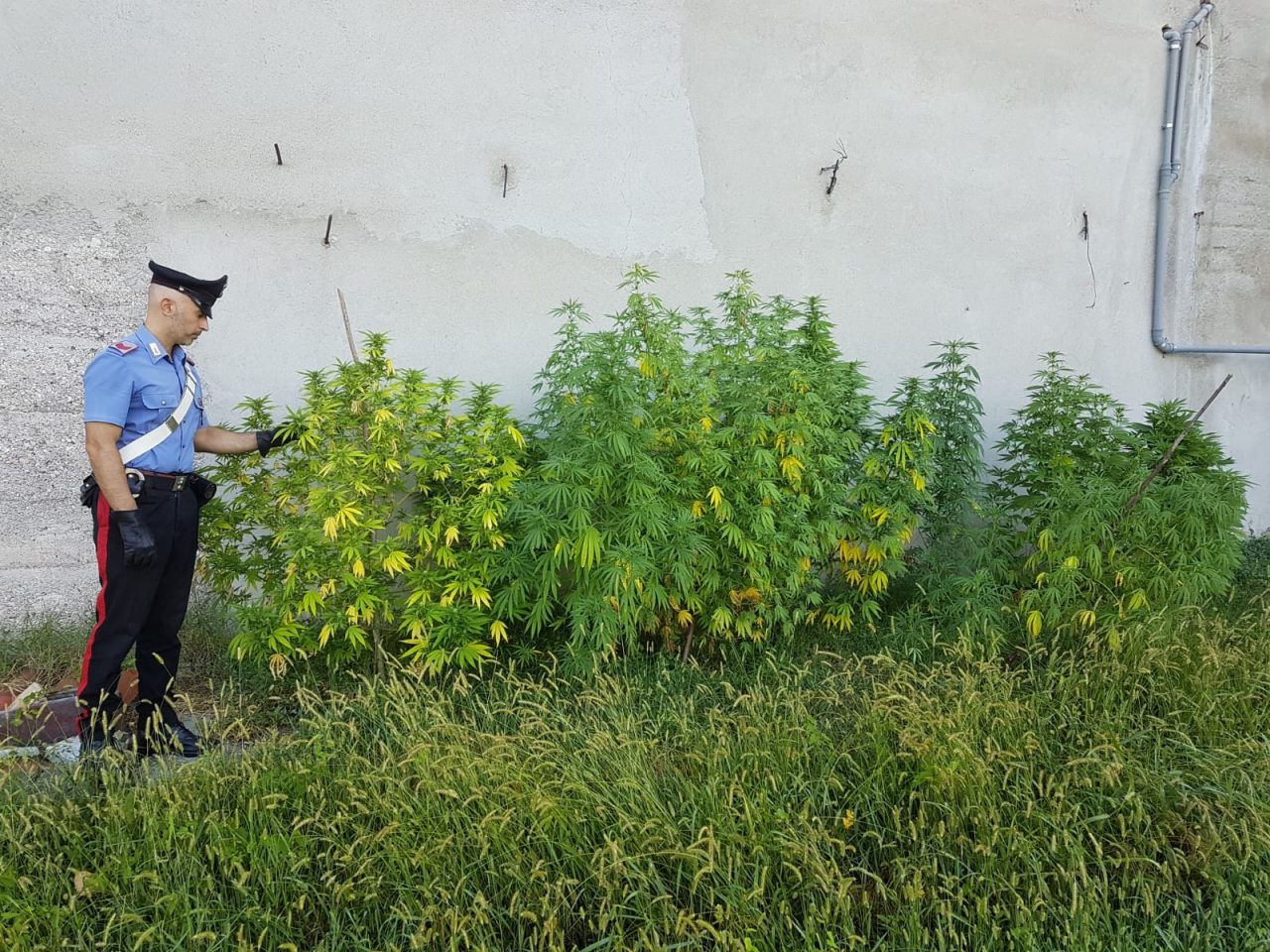 Nell’orto coltivava la… marijuana
