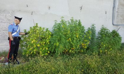 Nell'orto coltivava la... marijuana