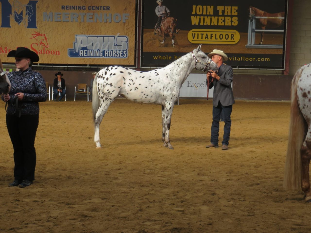 Luca Piacentini ha il cavallo più bello d’Europa