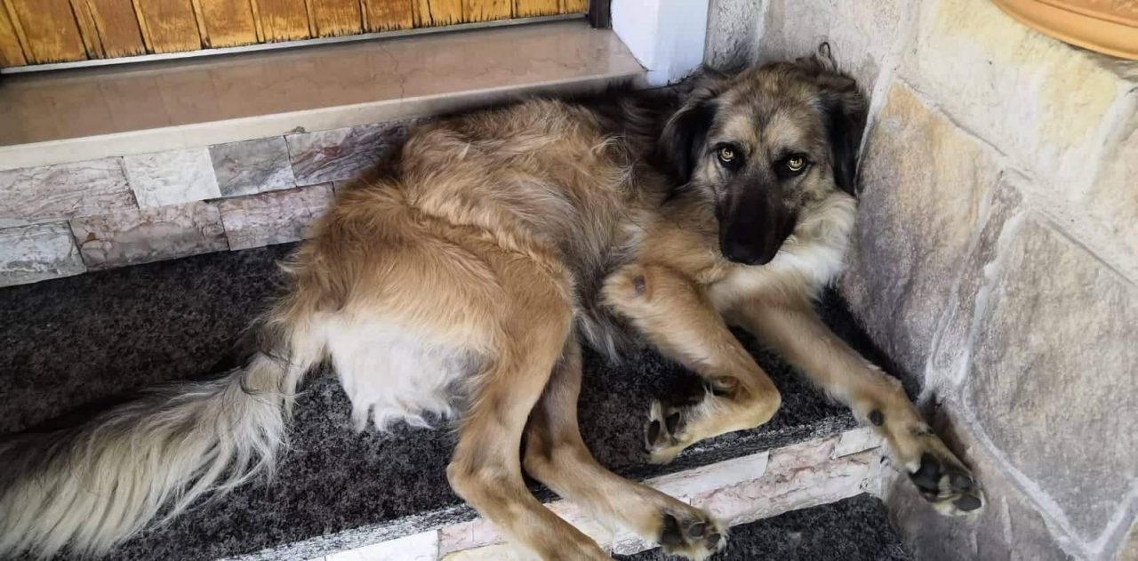 Allarme bocconi avvelenati a Orzinuovi