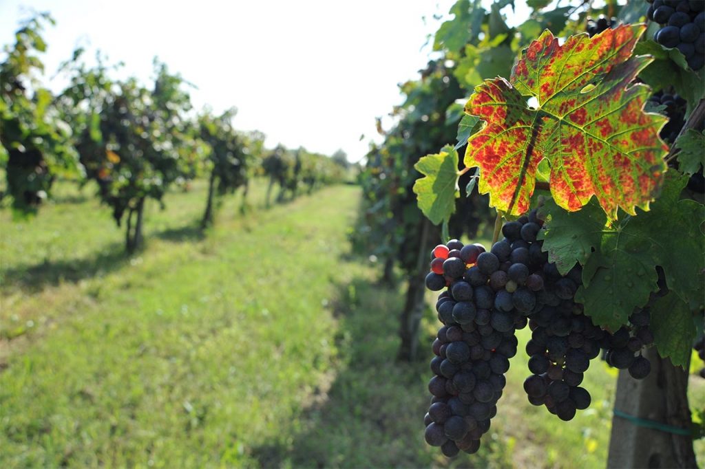 Zenegaglia, vini del Garda da premio Oscar