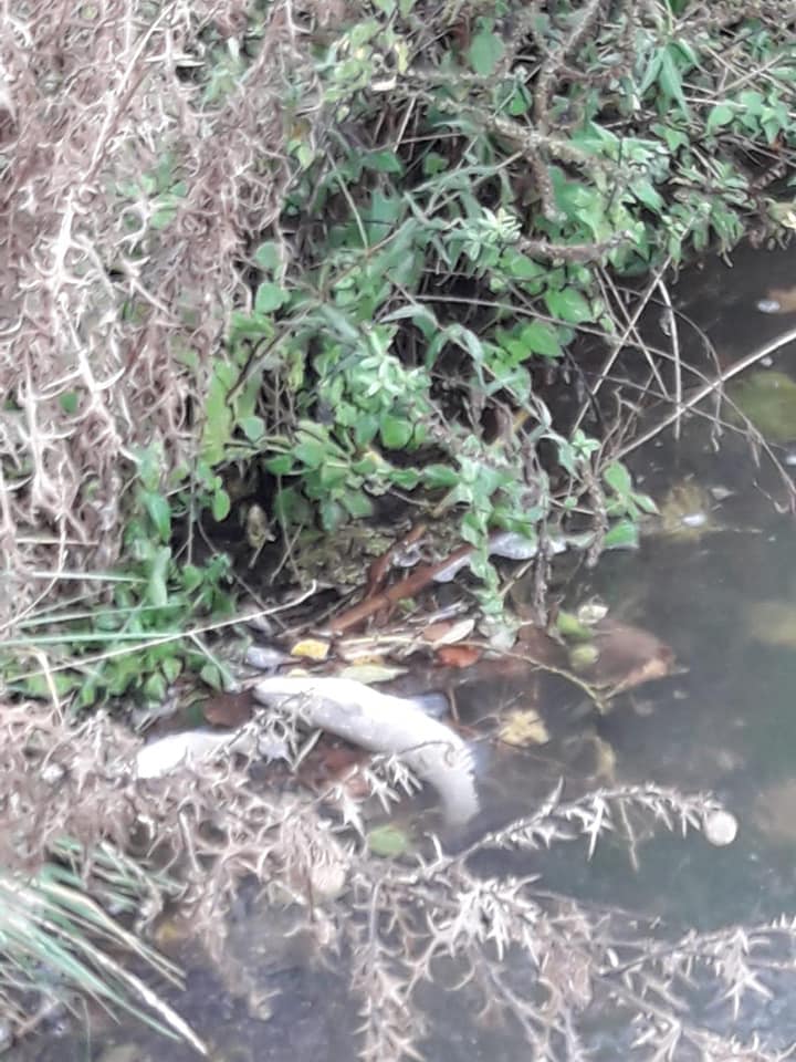 Moria di pesci nella roggia Longhena