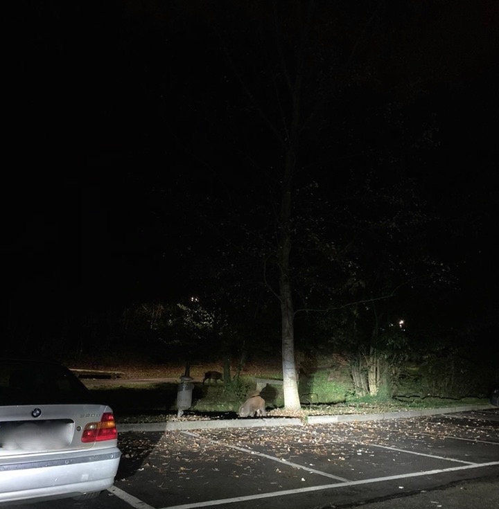 Cinghiali invadono la valletta dell’Acqua Pazza a Gardone Riviera