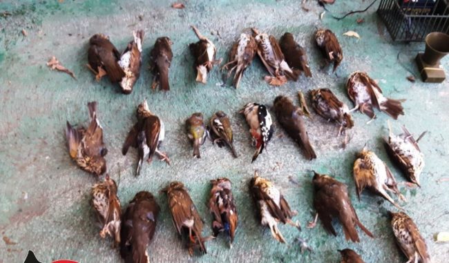Operazione “Pettirosso”, cacciavano specie protette: cacciatori denunciati