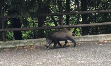 I cinghiali non risparmiano Sebino e Franciacorta: serve una soluzione VIDEO