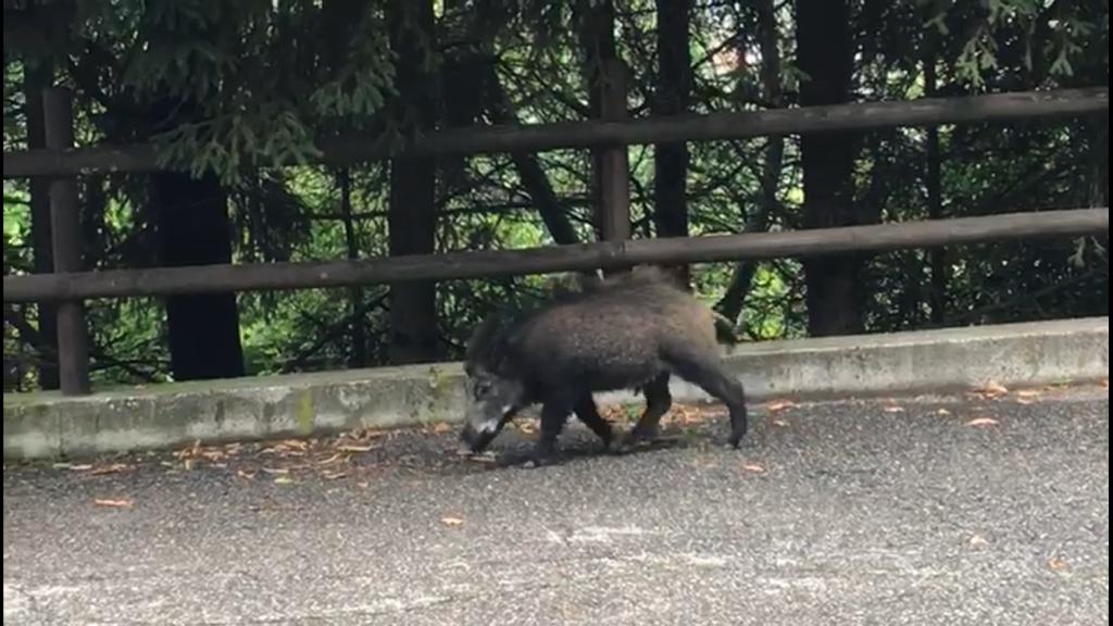 I cinghiali non risparmiano Sebino e Franciacorta: serve una soluzione VIDEO