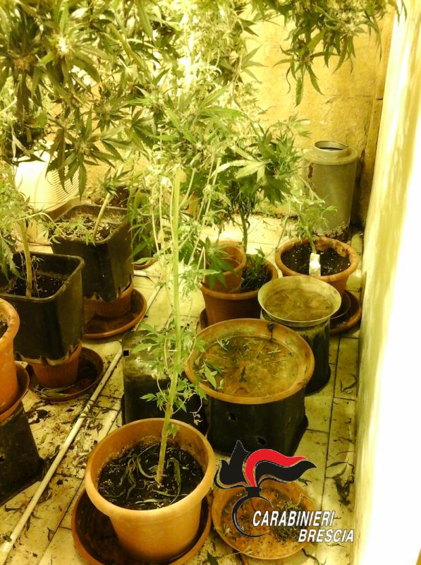 Carabinieri intervengono per disturbo della quiete pubblica e trovano la marijuana