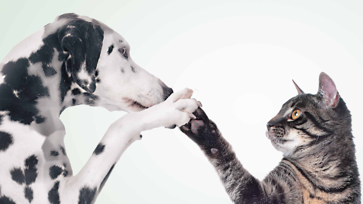 Sabato torna l’iniziativa “Diamogli una zampa” targata Esselunga