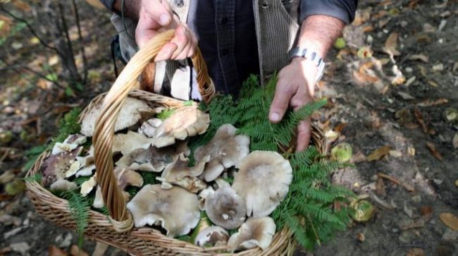 Va a funghi sull’Appennino: 51enne stroncato da un malore