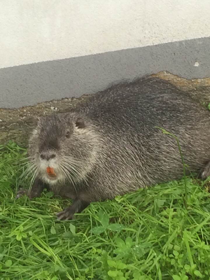 Caccia alla nutria… in centro paese