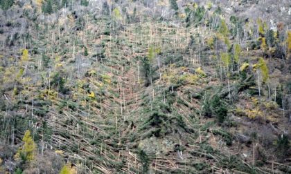 Dalla Regione 3 milioni per il ripristino delle foreste