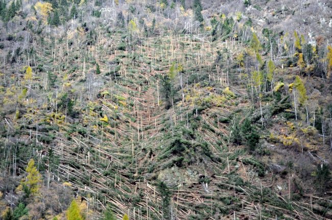Dalla Regione 3 milioni per il ripristino delle foreste