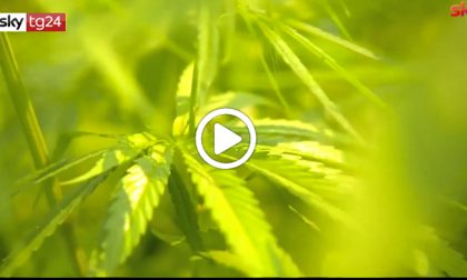 La Suprema Corte: “Coltivare cannabis in casa non è reato” VIDEO | I casi nel bresciano