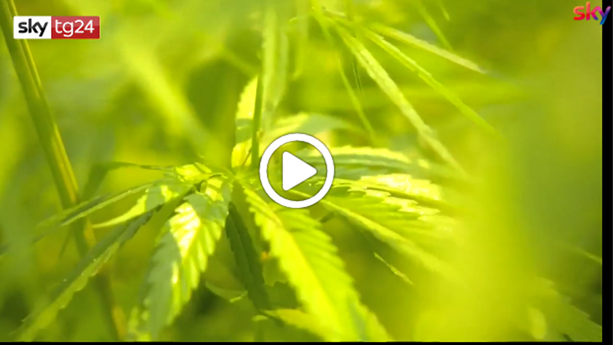 La Suprema Corte: “Coltivare cannabis in casa non è reato” VIDEO | I casi nel bresciano