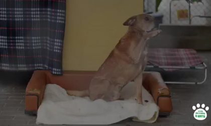 A Natale adottate un cane dai canili della Lombardia VIDEO