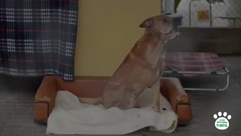 A Natale adottate un cane dai canili della Lombardia VIDEO