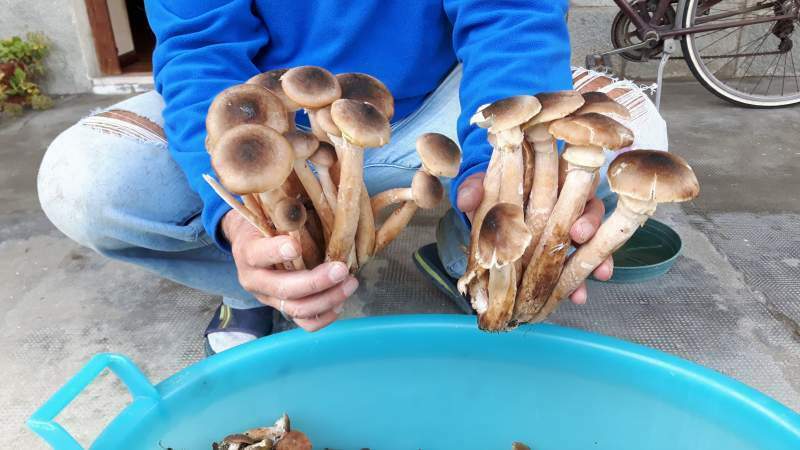 Famiglia avvelenata dai funghi: massima allerta a Travagliato e dintorni