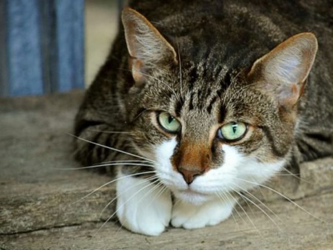 Dal 2020 in Lombardia obbligatorio il microchip anche per i gatti