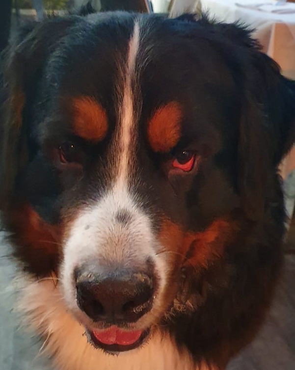 Open day della Guardia Nazionale Ambientale di Brescia a Botticino