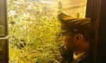 In casa una serra con 20 piante di marijuana: arrestato coltivatore diretto