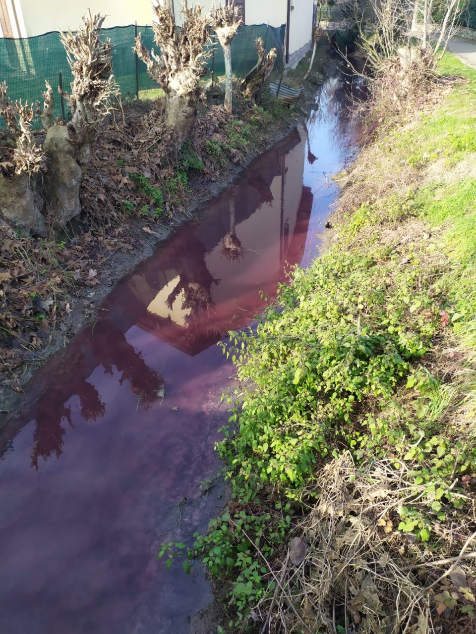 L’acqua della roggia di Manerbio si tinge… di viola