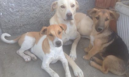 Scomparsi tre cani: apprensione per una famiglia