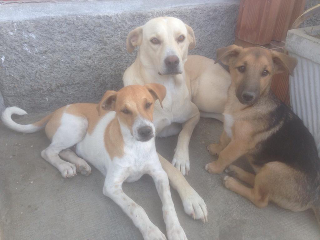 Scomparsi tre cani: apprensione per una famiglia