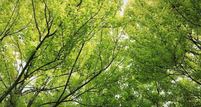 Berlingo si prepara per la Giornata ecologica