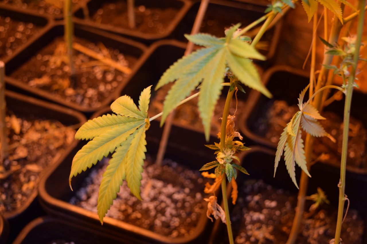 Coltivava marijuana a casa sua: arrestato 24enne