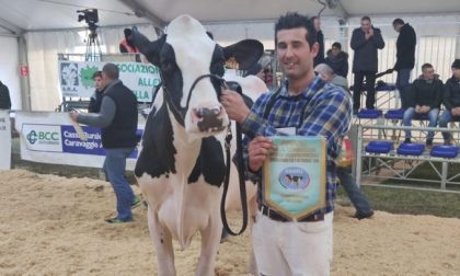 Sant’Apollonia 2020, ecco le migliori vacche da latte (una è di Chiari)
