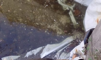 Moria di pesci nel canale tra Lamette e Torbiere: indagini in corso