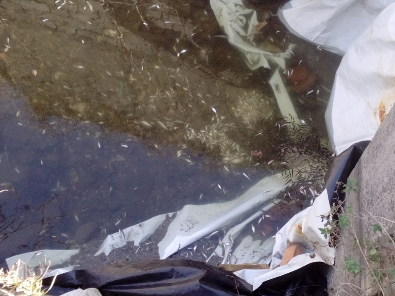 Moria di pesci nel canale tra Lamette e Torbiere: indagini in corso