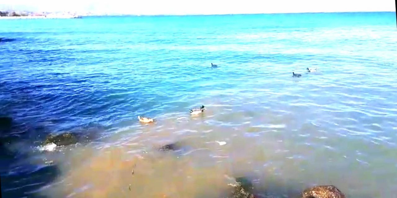 WWF Bergamo Brescia: «Ennesimo sversamento a lago»