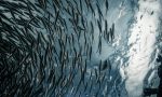 Moria di pesci nella Seriola: Ospitaletto si sveglia con un insolito ritrovamento