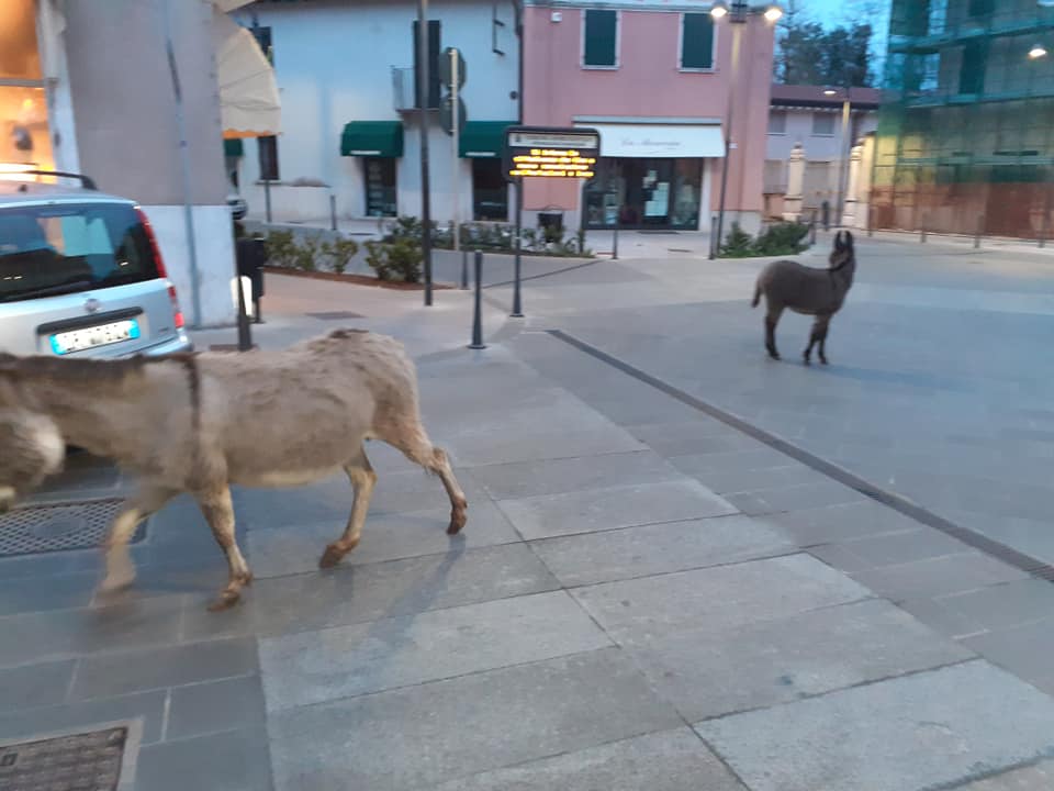 Scappano da una cascina e vanno in piazza, recuperati due pony
