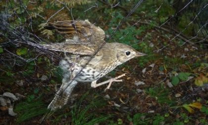 Bracconieri scatenati: da Brescia a Reggio Calabria non cambia nulla, neanche con il Coronavirus