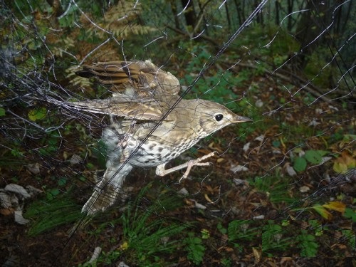 Bracconieri scatenati: da Brescia a Reggio Calabria non cambia nulla, neanche con il Coronavirus