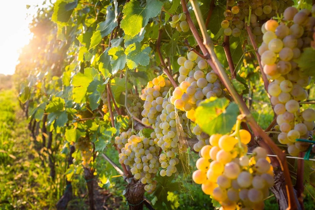 Vino e turismo enogastronomico in recessione