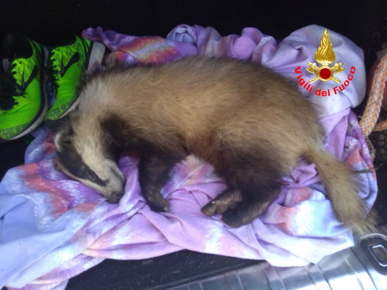 Incastrato nel cancello: lieto fine per un tasso grazie ai Vigili del Fuoco
