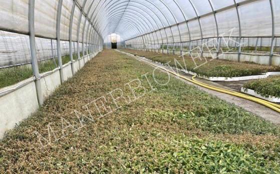 Covid-19 florovivaisti in ginocchio la testimonianza del pontevichese Angelo Sala