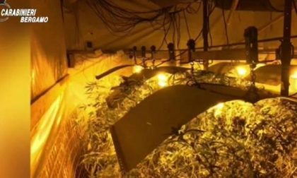 Coltivava marijuana (500 piante) nel capannone dell'azienda, in manette 42enne di Iseo