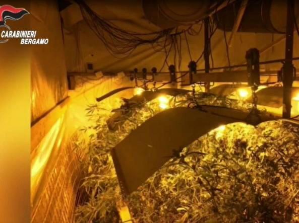 Coltivava marijuana (500 piante) nel capannone dell’azienda, in manette 42enne di Iseo