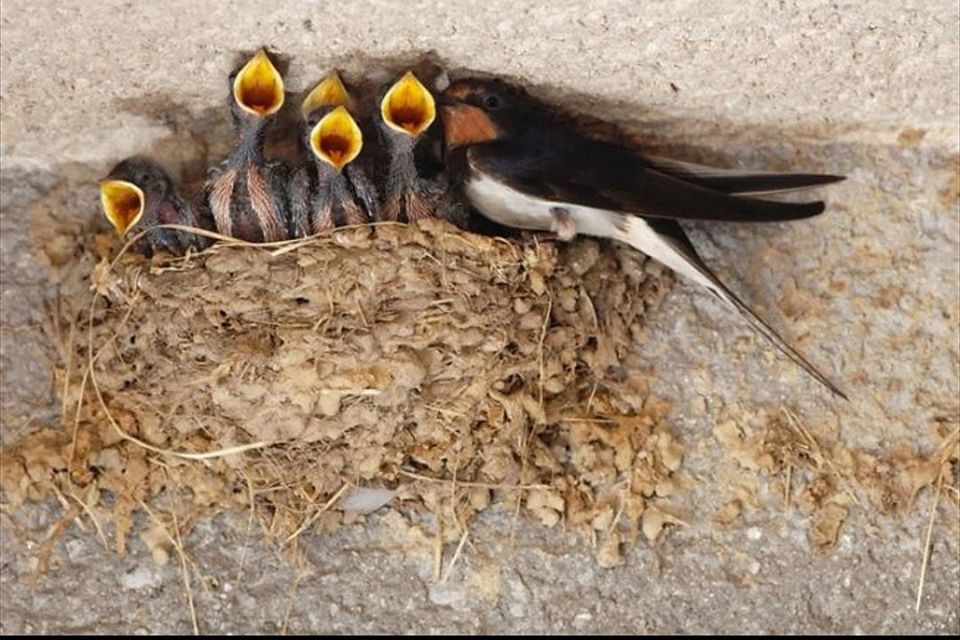 Nidi di rondine abbattutti a Sirmione, indagano i Carabinieri forestali